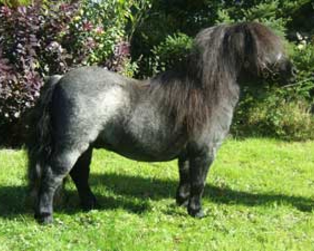 stallion Kerswell Mariner (Shetland pony (under 87 cm), 2005, from Vorden Picea)