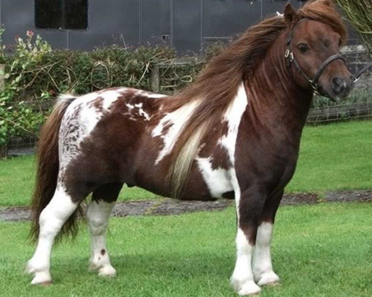 stallion Kerswell Mosaic (Shetland pony (under 87 cm), 2004, from Kerswell Speckle)