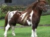 Deckhengst Kerswell Mosaic (Shetland Pony (unter 87 cm), 2004, von Kerswell Speckle)