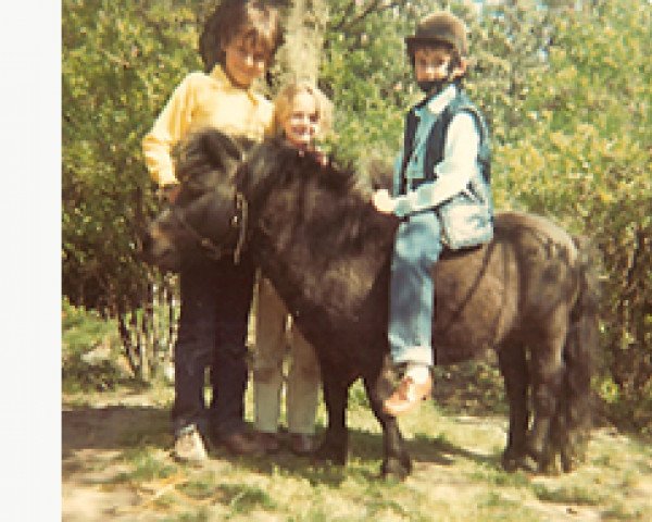 stallion Fairy Boxer (Shetland pony (under 87 cm), 1974, from Ron of North Wells)