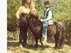 stallion Fairy Boxer (Shetland pony (under 87 cm), 1974, from Ron of North Wells)
