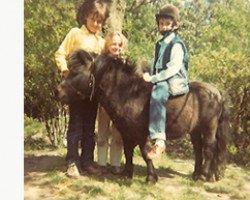 stallion Fairy Boxer (Shetland pony (under 87 cm), 1974, from Ron of North Wells)