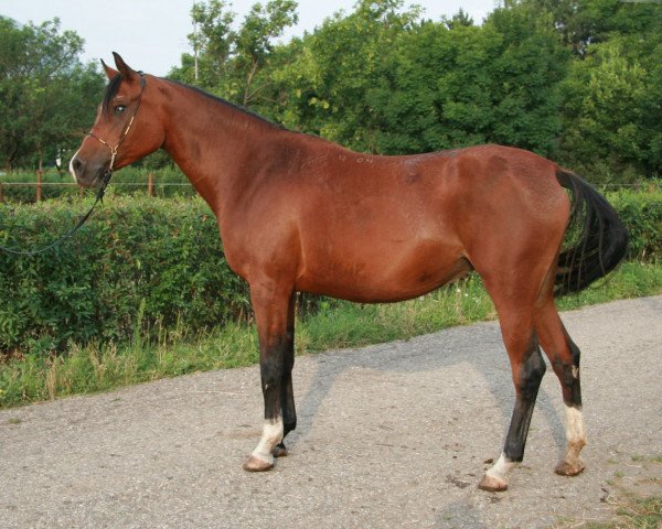 broodmare Veshunia 2004 ox (Arabian thoroughbred, 2004, from Balaton 1982 ox)