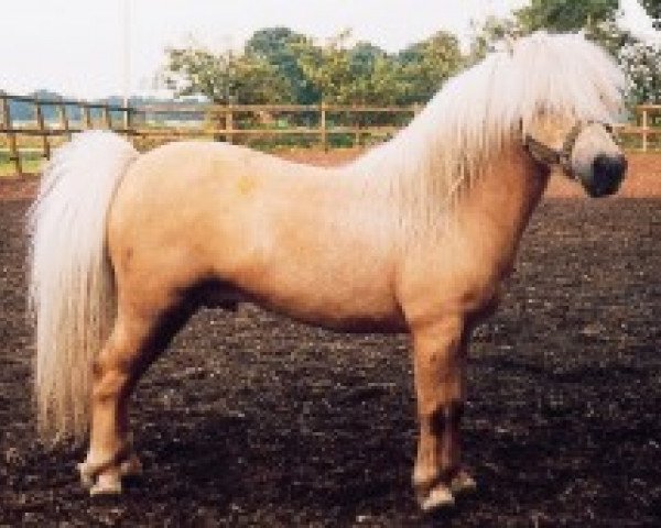 stallion Barflat 20th Century Boy (Shetland pony (under 87 cm), 1991, from Barflath Golden Carrisma)