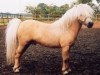 stallion Barflat 20th Century Boy (Shetland pony (under 87 cm), 1991, from Barflath Golden Carrisma)
