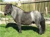 stallion Kerswell Dolphin (Shetland pony (under 87 cm), 1999, from New Park Chieftain)