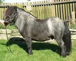 Deckhengst Kerswell Dolphin (Shetland Pony (unter 87 cm), 1999, von New Park Chieftain)