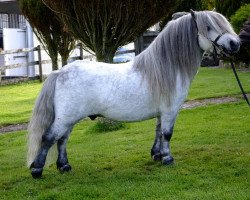 Deckhengst Halstock Claret (Shetland Pony (unter 87 cm), 2005, von Kerswell Ebony)