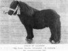 Deckhengst Firkin of Luckdon (Shetland Pony, 1957, von Thunder of Marshwood)