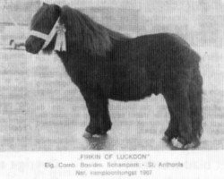 Deckhengst Firkin of Luckdon (Shetland Pony, 1957, von Thunder of Marshwood)