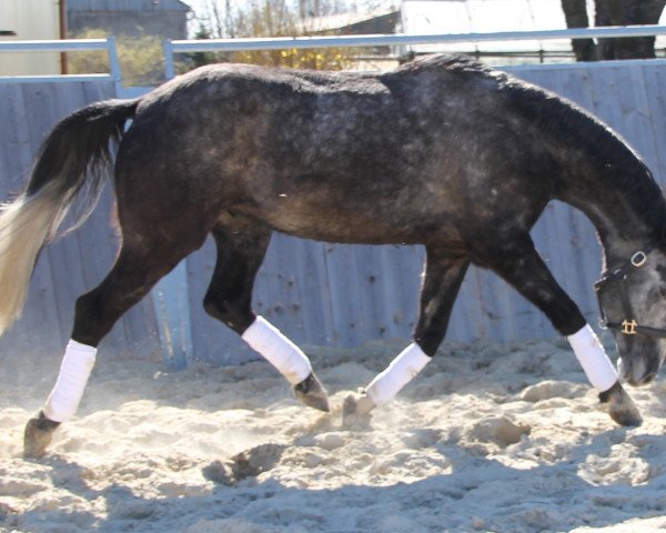 horse Ravus (Trakehner, 2009, from Impetus)