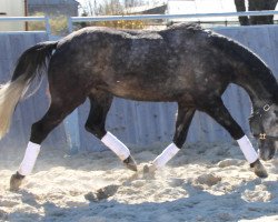 dressage horse Ravus (Trakehner, 2009, from Impetus)