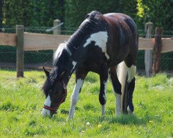 Springpferd Self Esteem (Deutsches Reitpferd, 2006, von Syltwind 2)