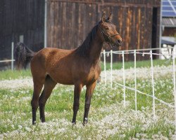 broodmare Final Countdown NP (Austrian Warmblood,  , from Alibi)