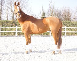 dressage horse Lord London (Hanoverian, 2006, from Locksley I)