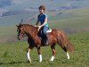 dressage horse Brennabor Touch my Heart (Welsh-Cob (Sek. C), 2009, from Trouble's Boy)