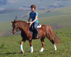 Dressurpferd Brennabor Touch my Heart (Welsh-Cob (Sek. C), 2009, von Trouble's Boy)