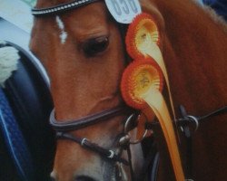 broodmare Peppermint Patt (German Riding Pony, 2003, from Pantani)