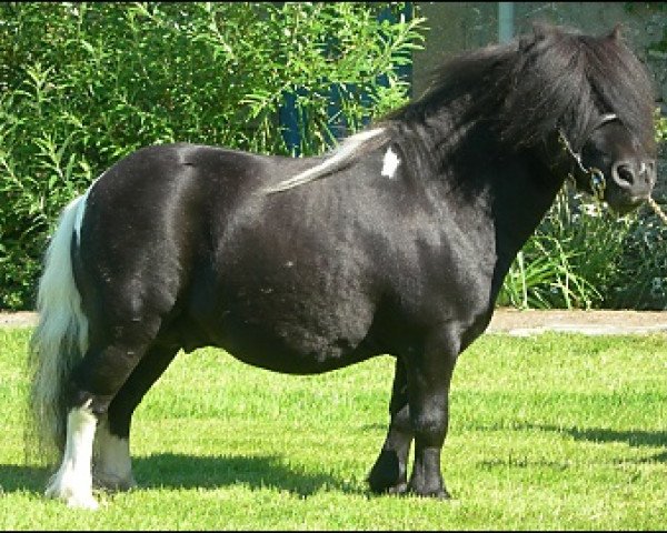 Deckhengst Halstock Milkyway (Shetland Pony (unter 87 cm), 1999, von Kerswell Sirocco)