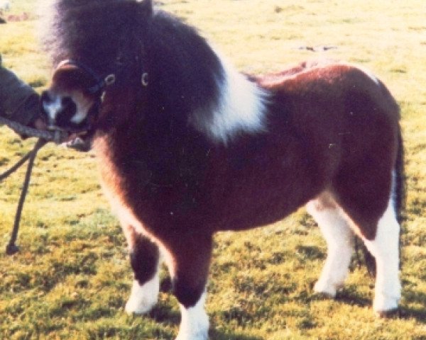 Deckhengst Possingworth Park Victory (Shetland Pony (unter 87 cm), 1986, von Birling Charleston)