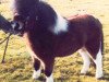 Deckhengst Possingworth Park Victory (Shetland Pony (unter 87 cm), 1986, von Birling Charleston)