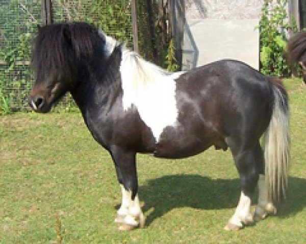 stallion Halstock Chesterfield (Shetland pony (under 87 cm), 1998, from Possingworth Park Victory)