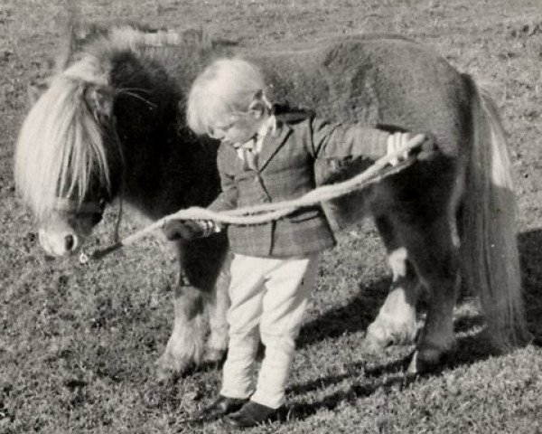 Deckhengst Speyside Golden Suntan (Shetland Pony (unter 87 cm), 1969, von Nugget of Houlland)