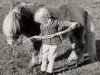 stallion Speyside Golden Suntan (Shetland pony (under 87 cm), 1969, from Nugget of Houlland)