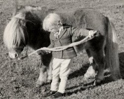 stallion Speyside Golden Suntan (Shetland pony (under 87 cm), 1969, from Nugget of Houlland)