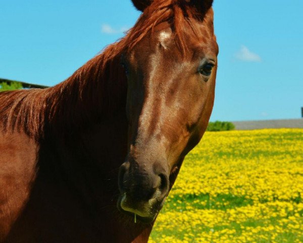 Springpferd First Smiley (Hannoveraner, 2010, von Florestan I)