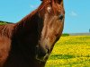 jumper First Smiley (Hanoverian, 2010, from Florestan I)