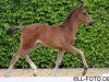 broodmare Fidelia K (Oldenburg, 2014, from Follow Me OLD)