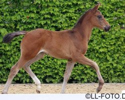 broodmare Fidelia K (Oldenburg, 2014, from Follow Me OLD)