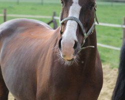 broodmare Werther's Girl H (Oldenburg, 1999, from Werther's As)