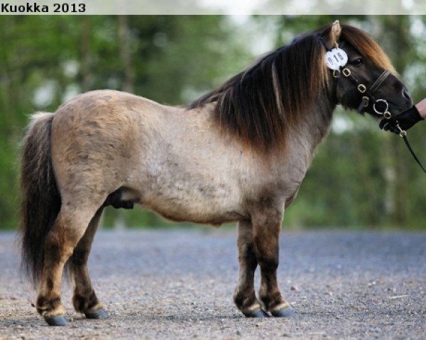 Deckhengst Halstock Geronimo 228 SH (Shetland Pony (unter 87 cm), 2010, von Keensacre Paddington)