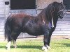 stallion Kerswell Socks (Shetland pony (under 87 cm), 1997, from New Park Chieftain)