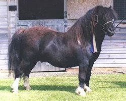 stallion Kerswell Socks (Shetland pony (under 87 cm), 1997, from New Park Chieftain)