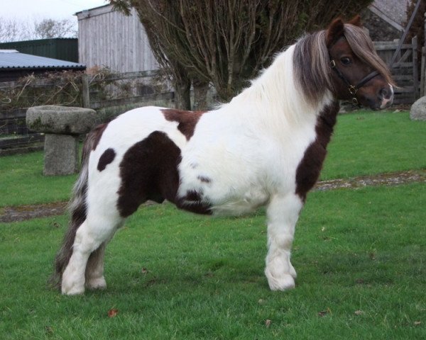 stallion Kerswell Sage (Shetland pony (under 87 cm),  , from Kerswell Speckle)