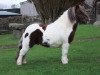 stallion Kerswell Sage (Shetland pony (under 87 cm),  , from Kerswell Speckle)