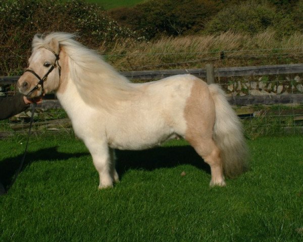 stallion Athelney Pale Magic (Shetland pony (under 87 cm), 1995, from Kerswell Firecracker)