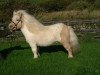 Deckhengst Athelney Pale Magic (Shetland Pony (unter 87 cm), 1995, von Kerswell Firecracker)