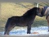 Deckhengst Athelney Elvis (Shetland Pony (unter 87 cm), 1996, von Kerswell Firecracker)