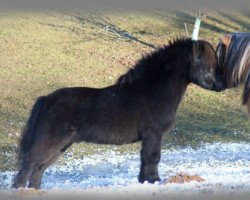 stallion Athelney Elvis (Shetland pony (under 87 cm), 1996, from Kerswell Firecracker)