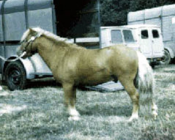 stallion White Lion Golden Drop (Shetland pony (under 87 cm), 1966, from Rayon d'Ore)