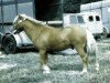 stallion White Lion Golden Drop (Shetland pony (under 87 cm), 1966, from Rayon d'Ore)