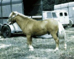 Deckhengst White Lion Golden Drop (Shetland Pony (unter 87 cm), 1966, von Rayon d'Ore)