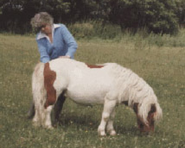 Deckhengst Seva Harry O (Shetland Pony (unter 87 cm), 1975, von White Lion Golden Drop)