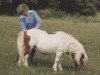 stallion Seva Harry O (Shetland pony (under 87 cm), 1975, from White Lion Golden Drop)