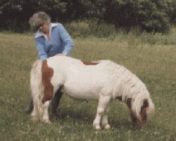 stallion Seva Harry O (Shetland pony (under 87 cm), 1975, from White Lion Golden Drop)