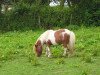 Deckhengst Seva Little Lord (Shetland Pony (unter 87 cm), 1979, von Seva Harry O)